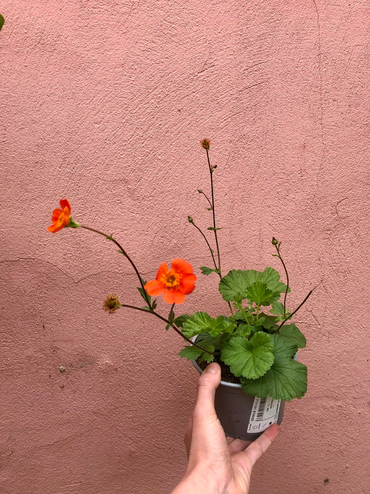 Geum rivale - water avens