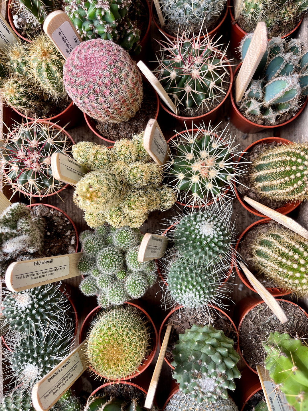 Cacti Mix