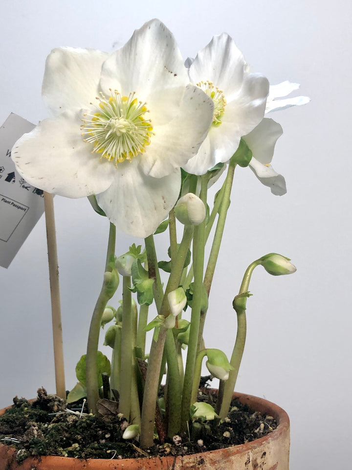 Helleborus niger Winter flower Christmas rose in terracotta