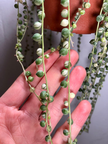 Senecio Rowleyanus variegated - String of Pearls