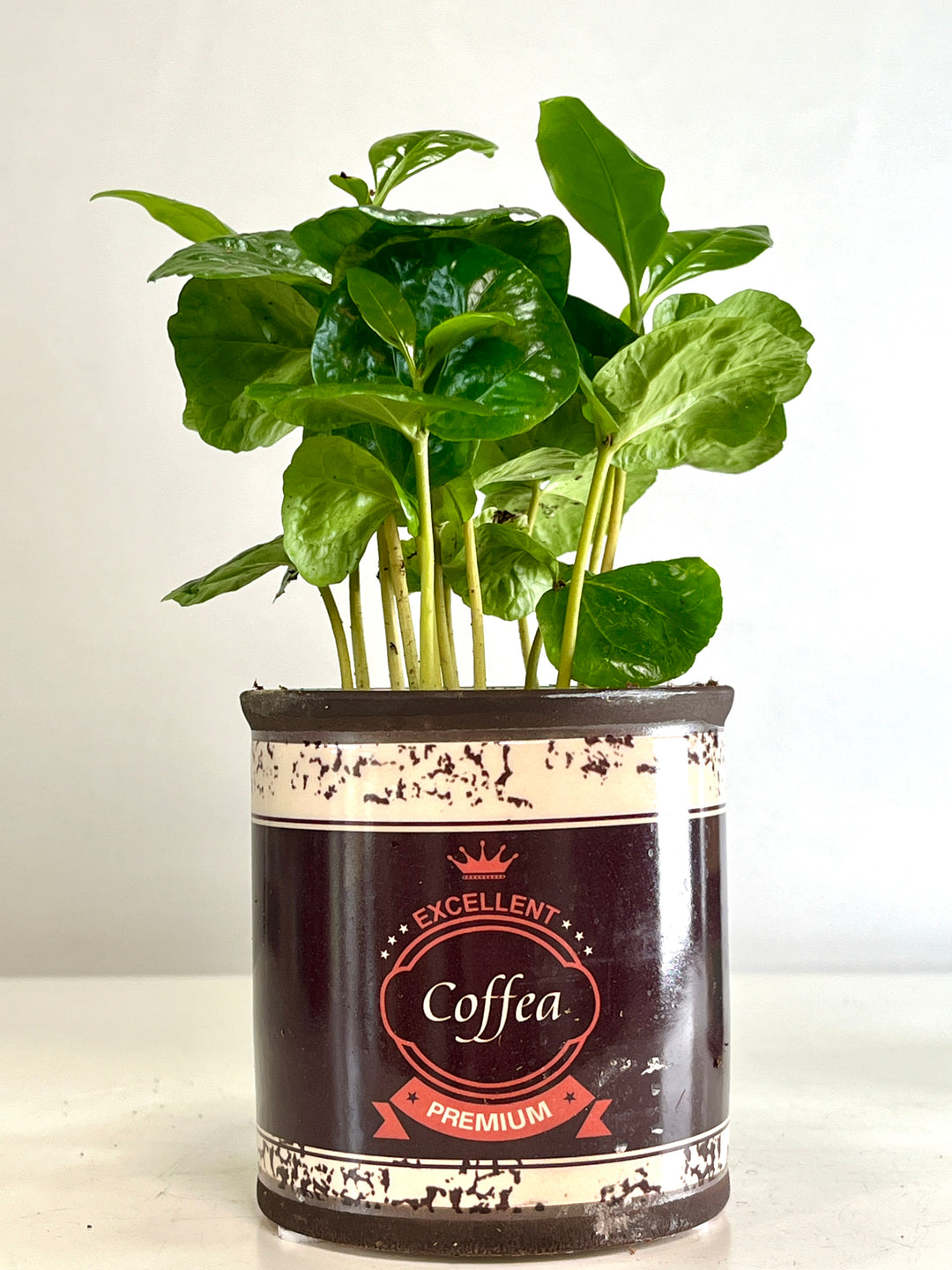 Coffea Arabica in retro can - coffee plant