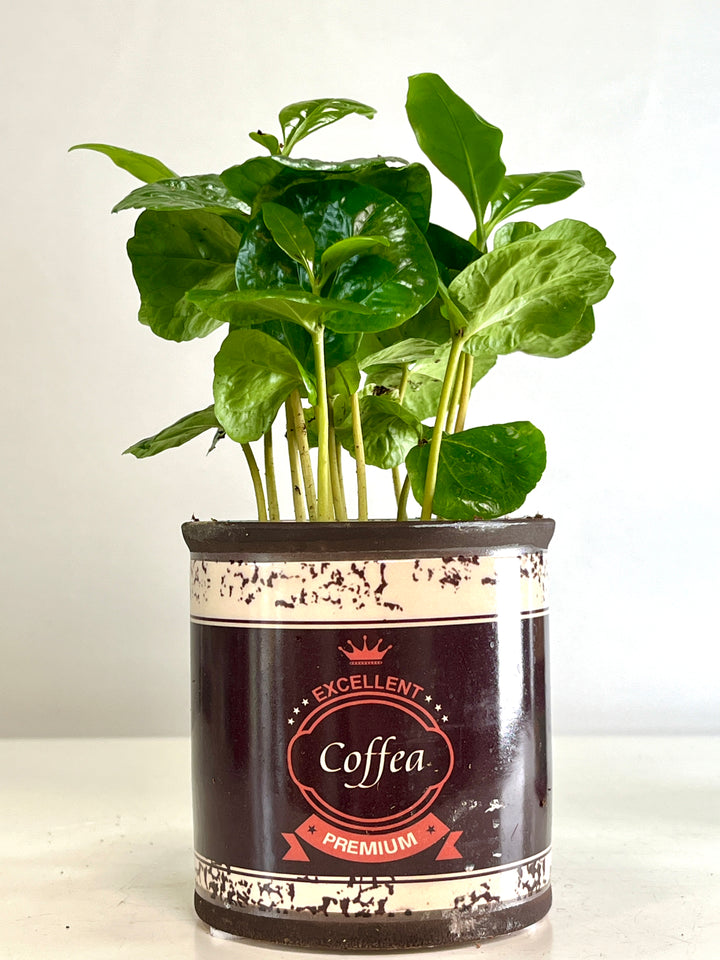 Coffea Arabica in retro can - coffee plant