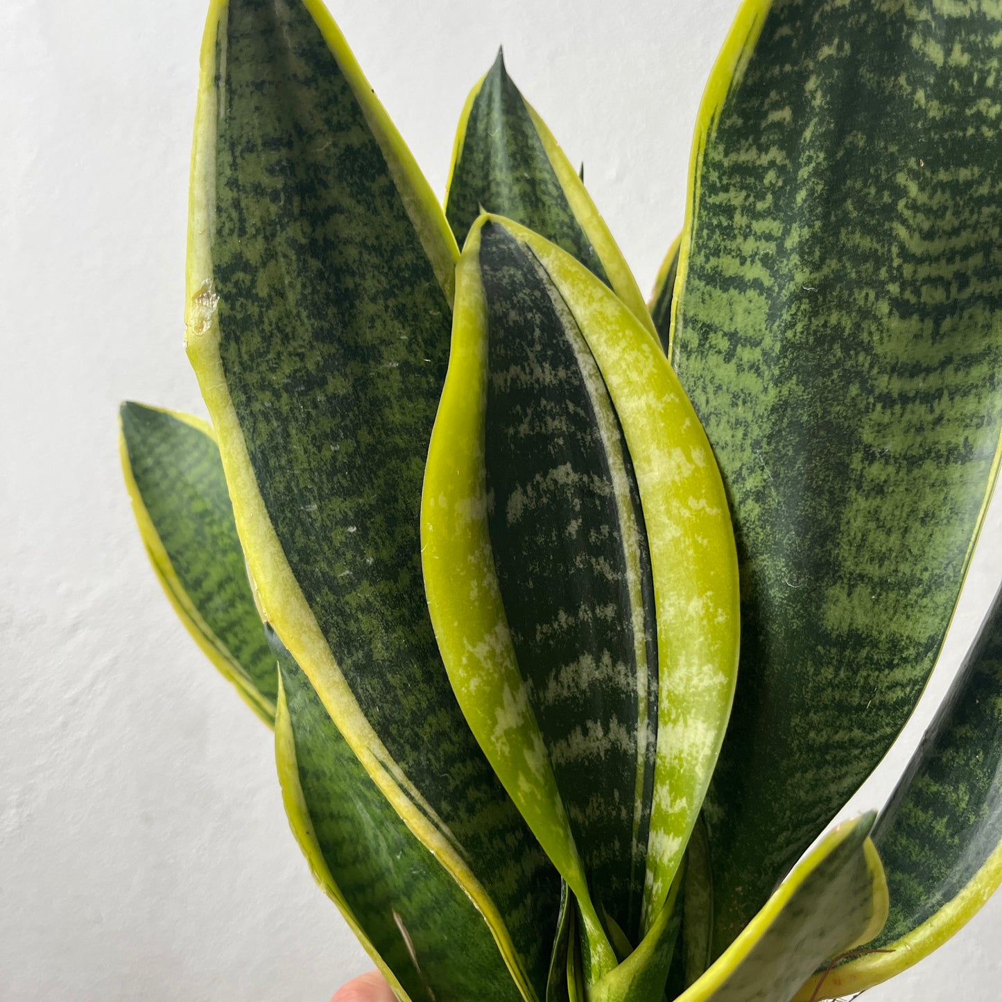 Sansevieria Trifasciata Futura Superba -Snake Plant