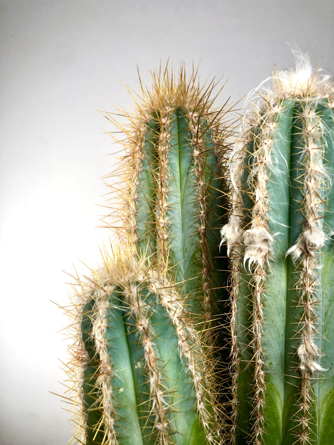 Pilosocereus azulensis - Pilosocereus azureus - blue torch cactus