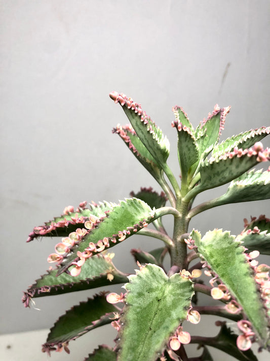 Kalanchoe Daigremontiana 'Pink Butterflies'