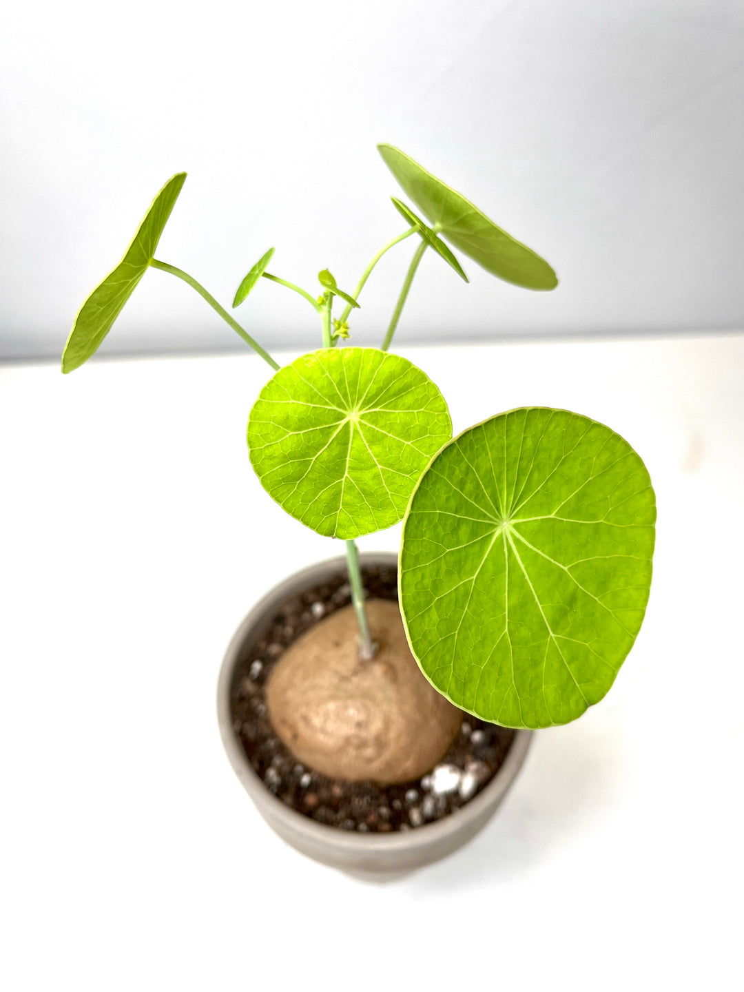 Stephania Erecta
