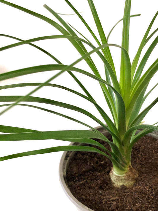 Beaucarnia recurvata - Ponytail Palm