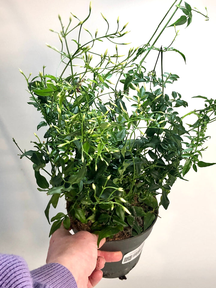 winter jasmine indoor plant asminum polyanthum 'Winter Jasmine' — Fragrant Winter-Flowering Indoor Jasmine Houseplant UK – Plant Studio