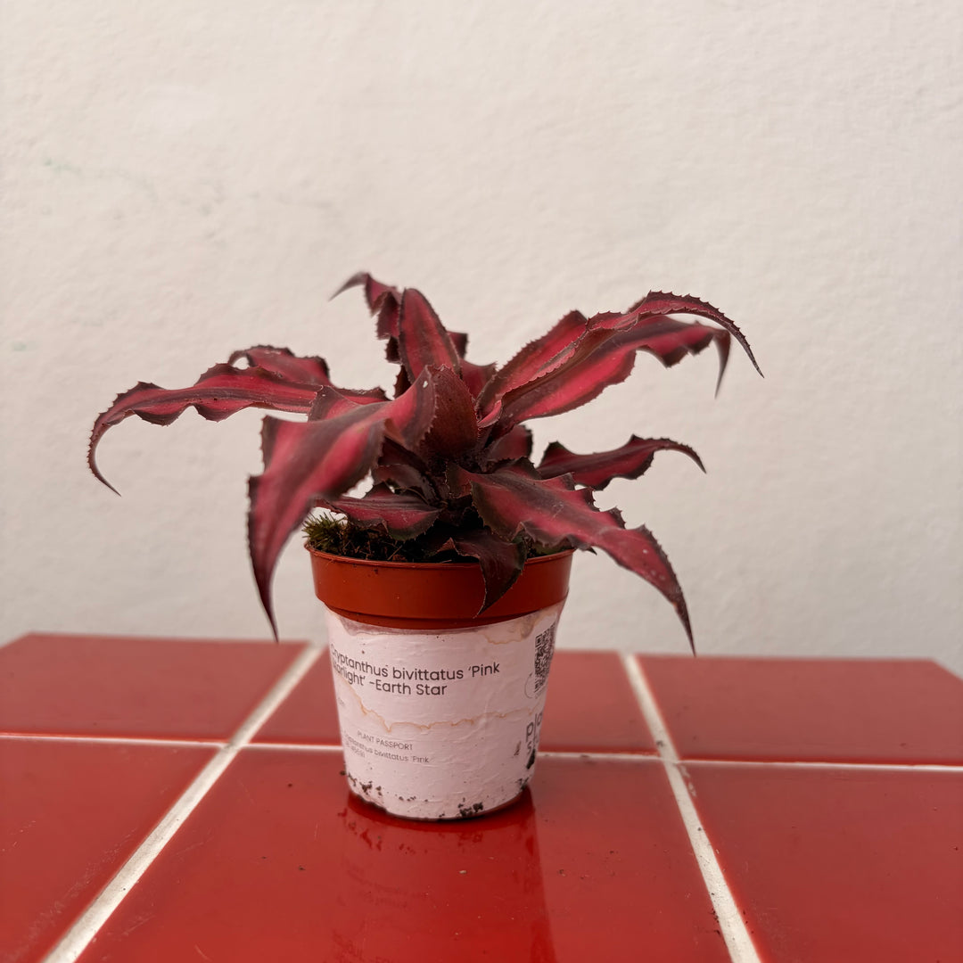 Cryptanthus bivittatus ‘Pink Starlight’ -Earth Star