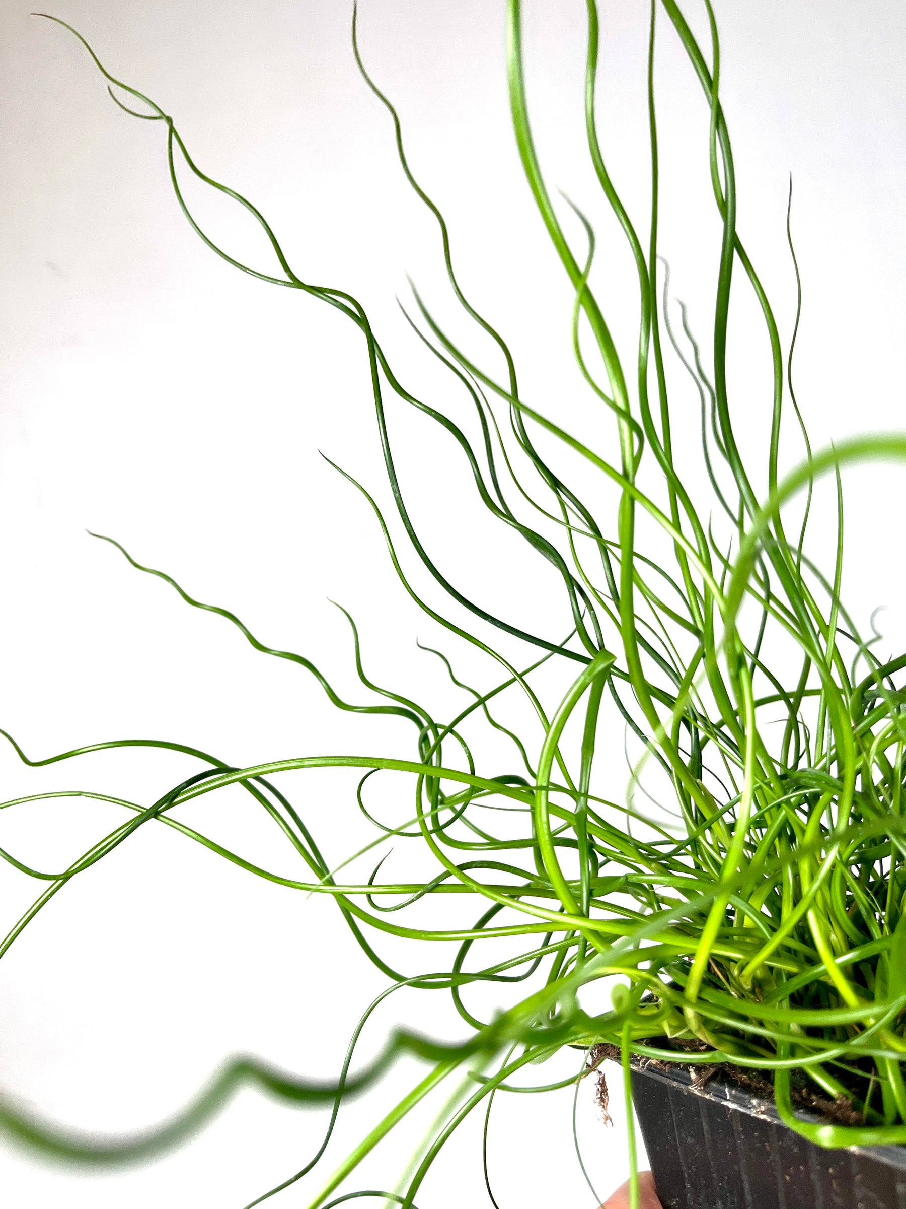 spiral house plant Juncus Spiralis Fern