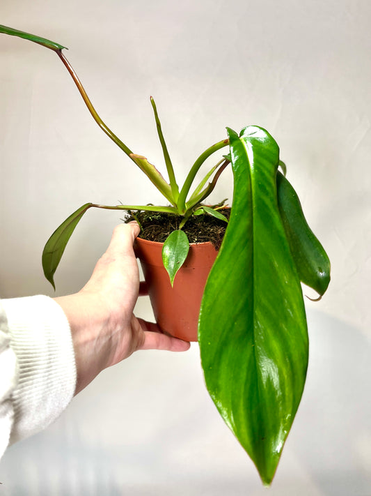 Philodendron Joepie