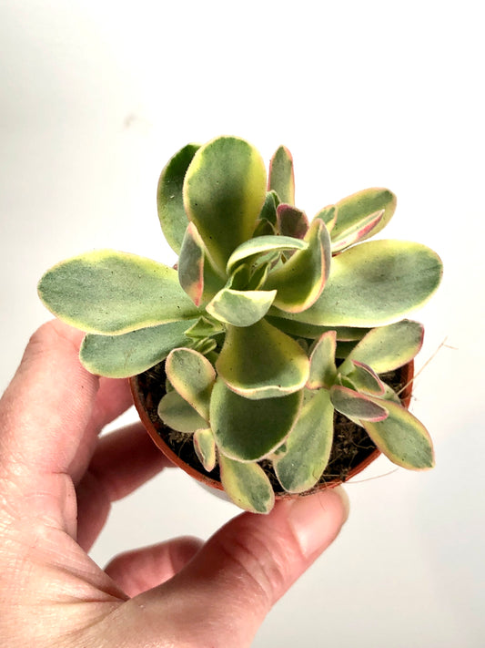 Crassula Moneymaker Varigata