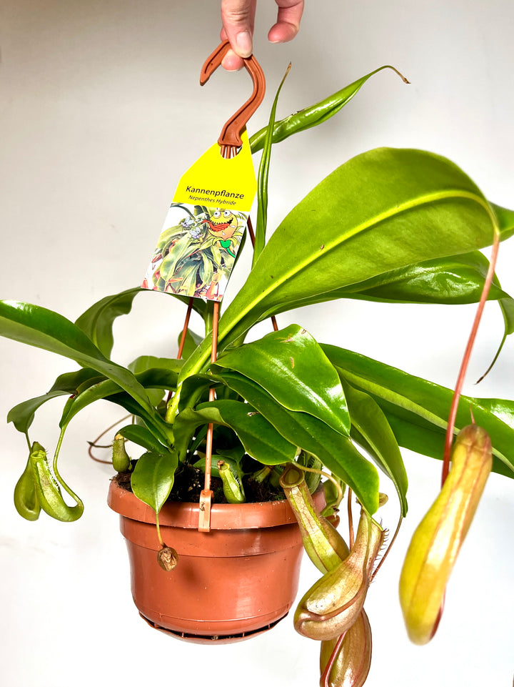 Nepenthes alata - monkey jars