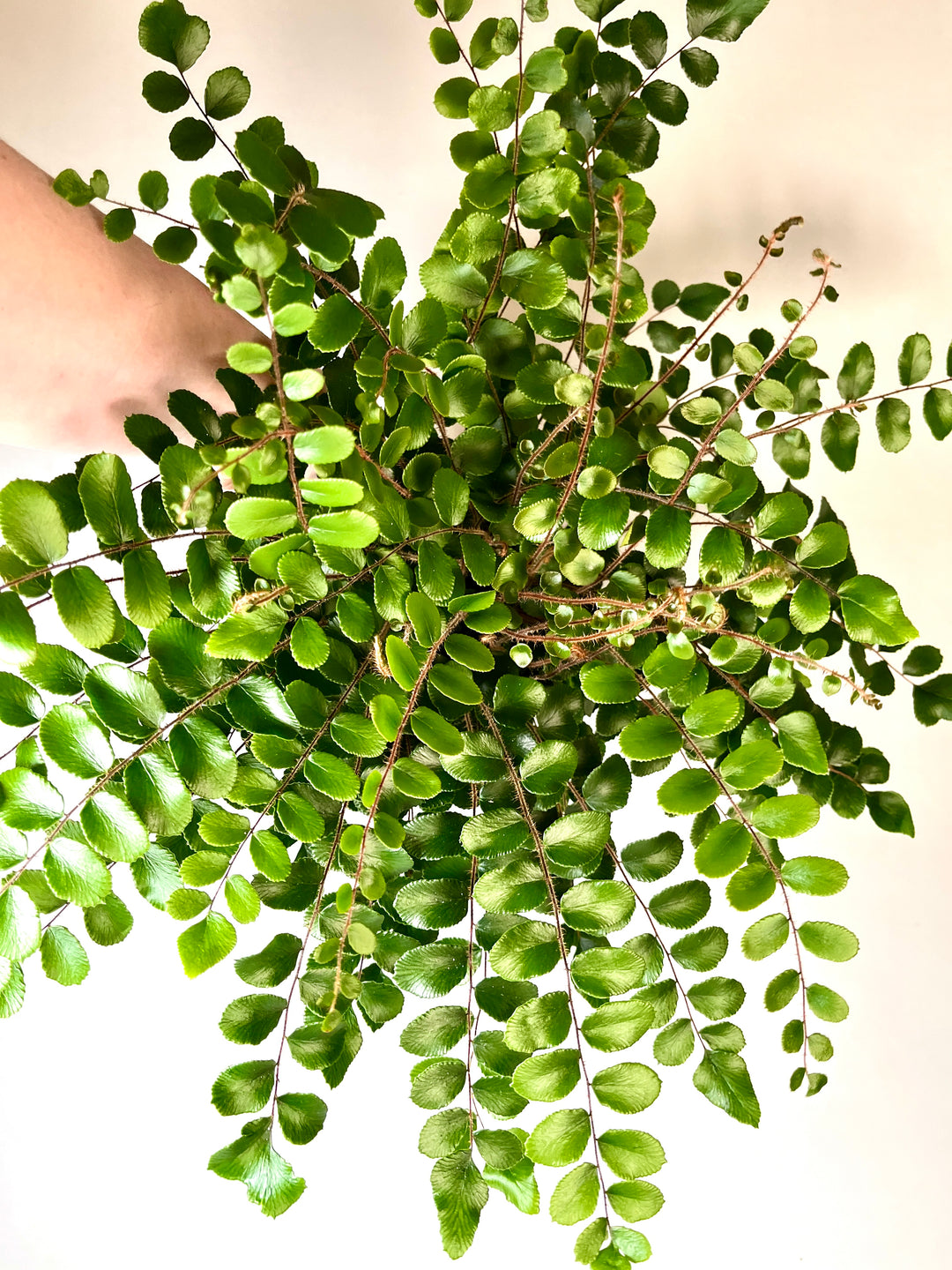 Pellaea Rotundifolia - button fern