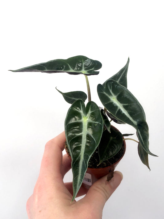 Alocasia X Amazonica