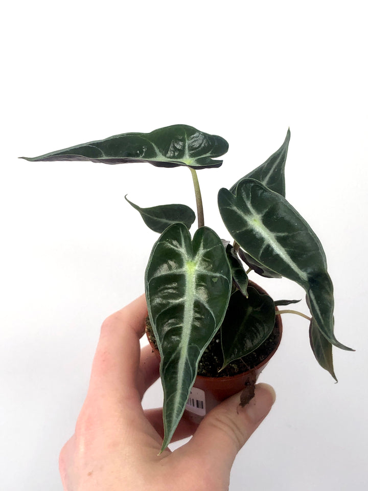 Alocasia x amazonica – African Mask Plant
