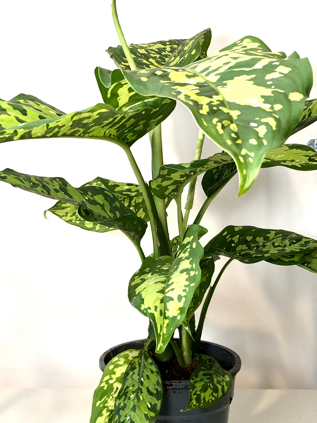 dieffenbachia cheetah care Dieffenbachia Cheetah / reflector – Plant Studio