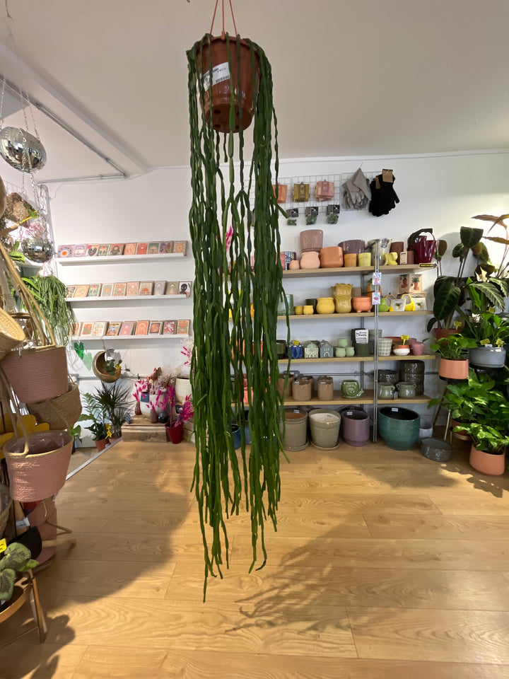 Rhipsalis Paradoxa