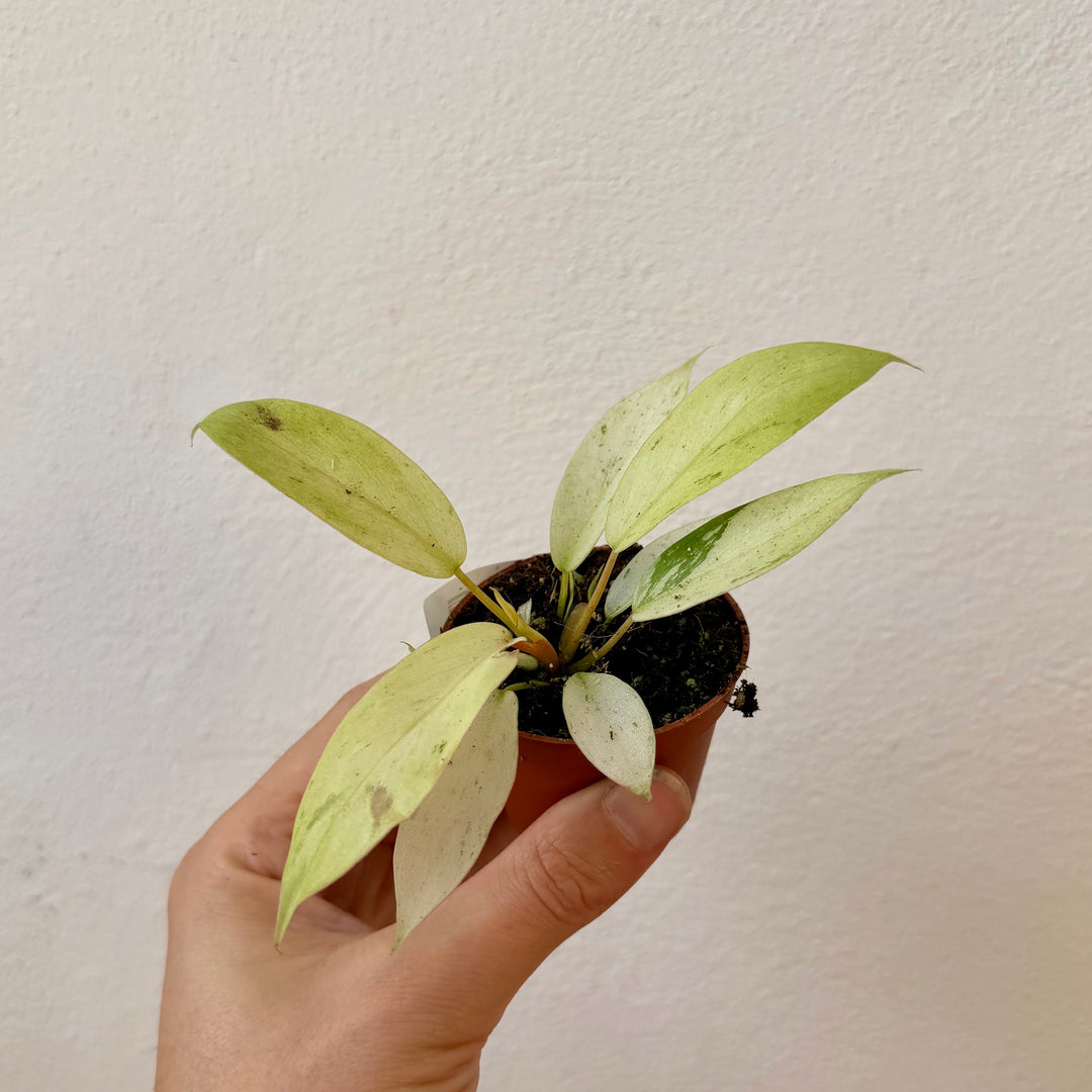 Philodendron ‘Snowdrift’
