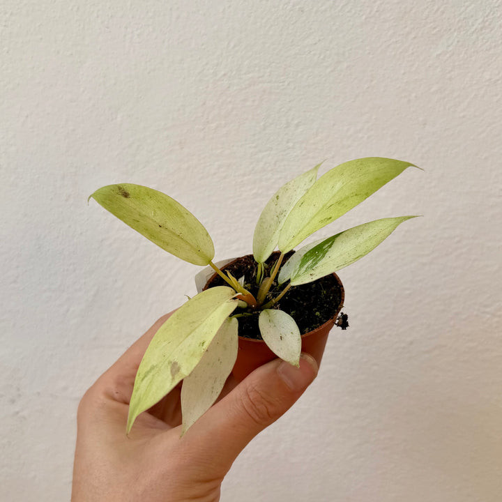 Philodendron ‘Snowdrift’
