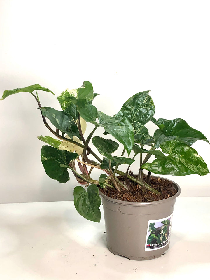 Syngonium Albo