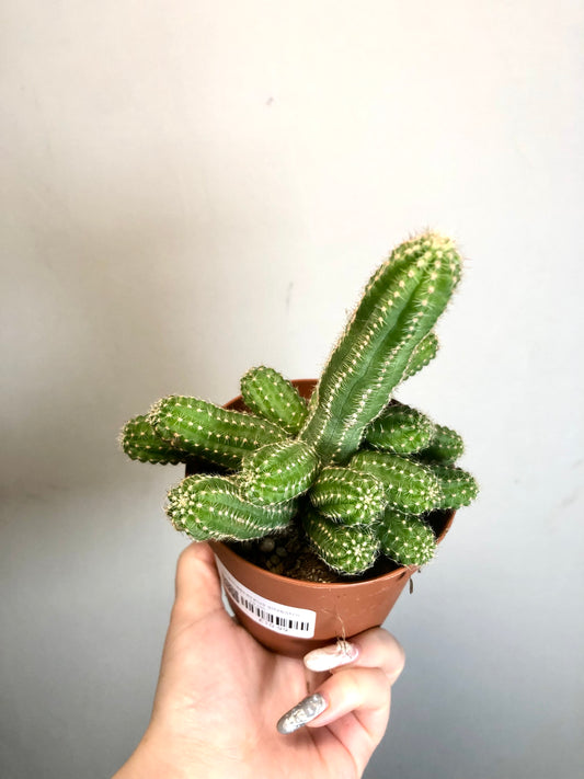 Chamaecereus Silvestrii - peanut cactus