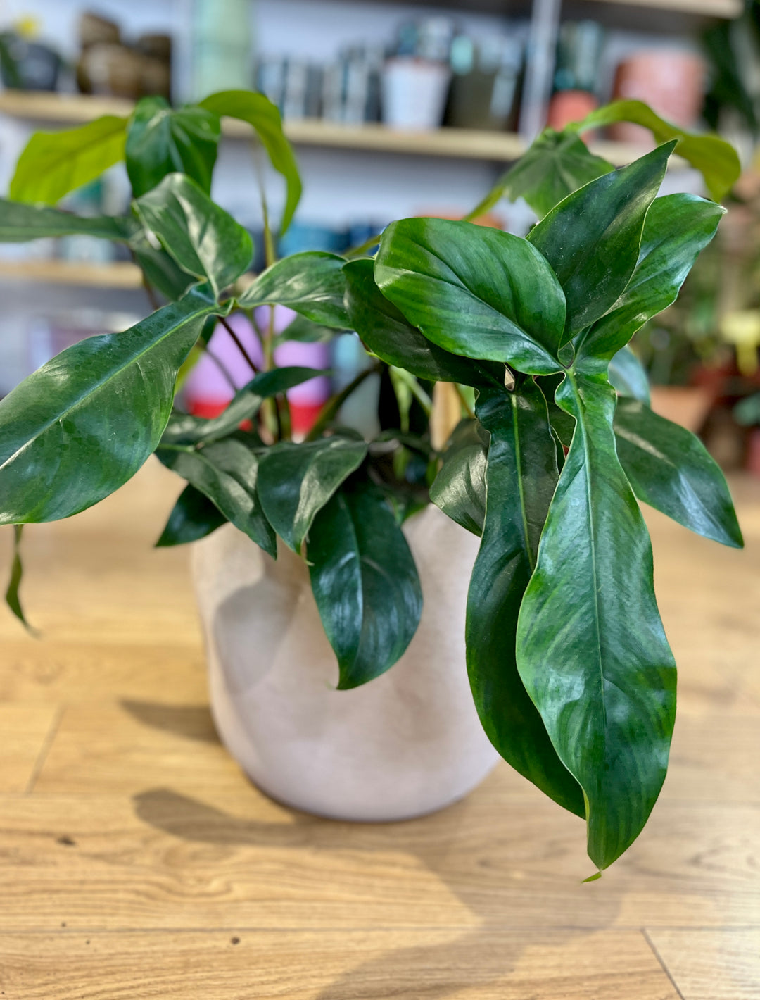 Philodendron 69686