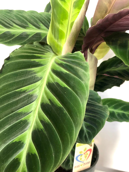 Calathea Warscewiczii - jungle velvet