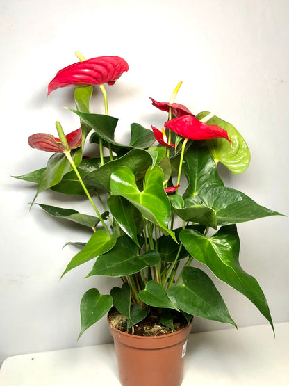 Anthurium Kentucky