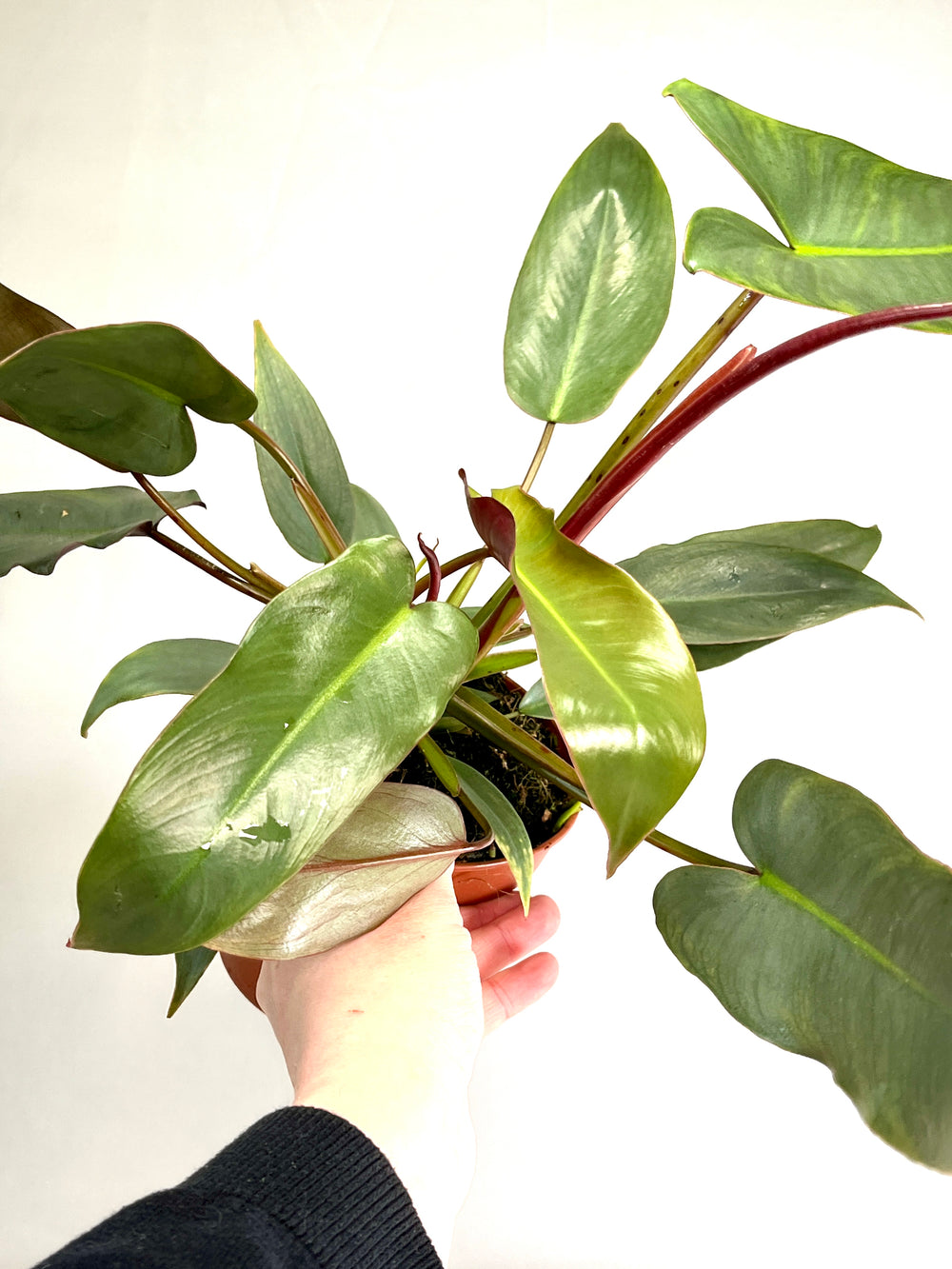 philodendron atabapoense uk Philodendron Atabapoense – Plant Studio