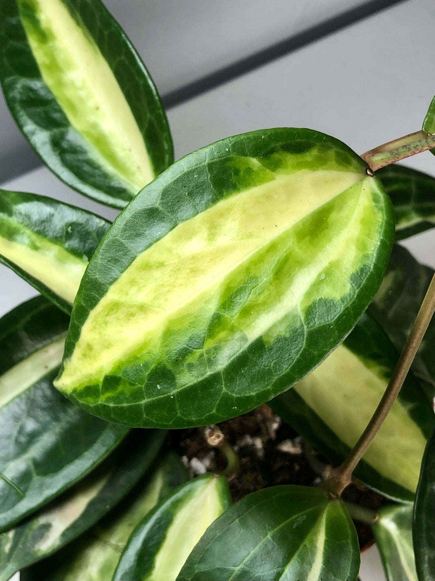 Hoya latifolia ‘Pot of Gold'