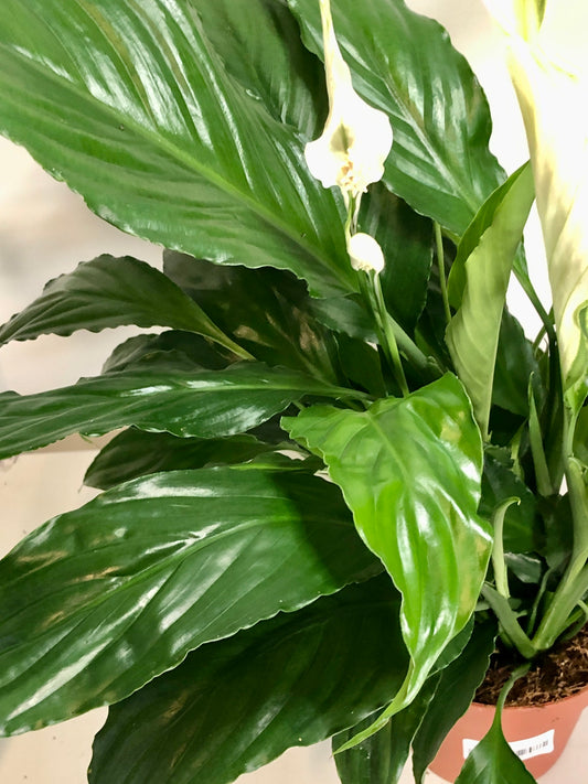 Spathiphyllum Sweet Chico - peace lilly