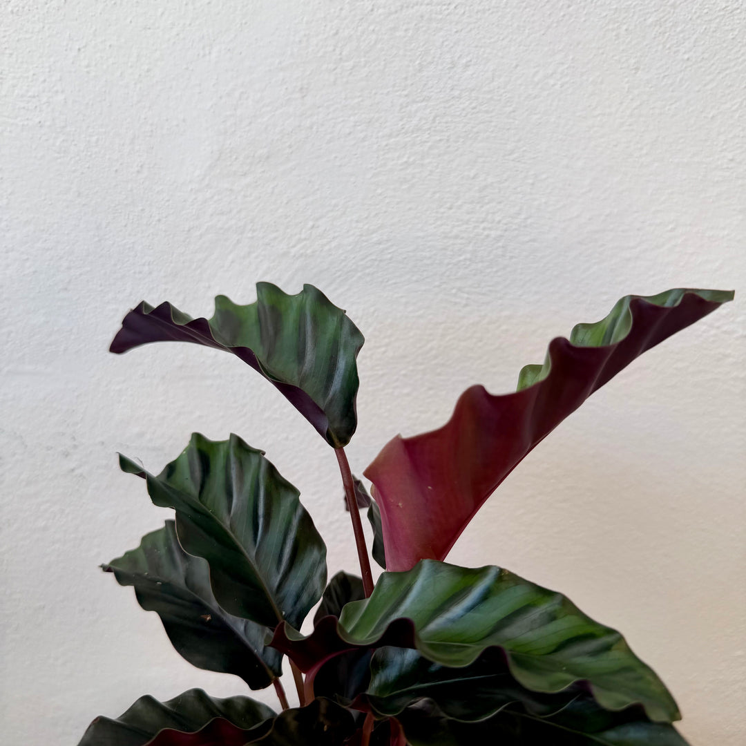 Calathea 'Velvet Glory'