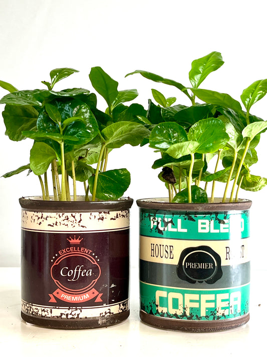 Coffea Arabica in retro can - coffee plant