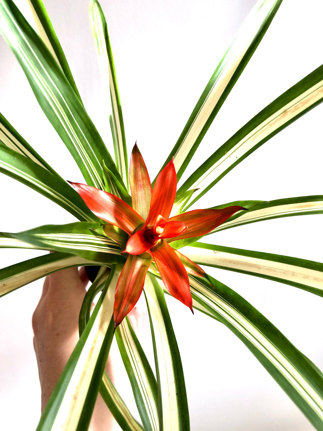Guzmania Ice Cream Mini