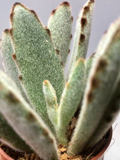 Kalanchoe tomentosa - panda plant