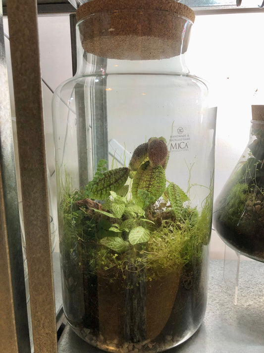 Chela jar Plant Studio Terrarium lucky dip