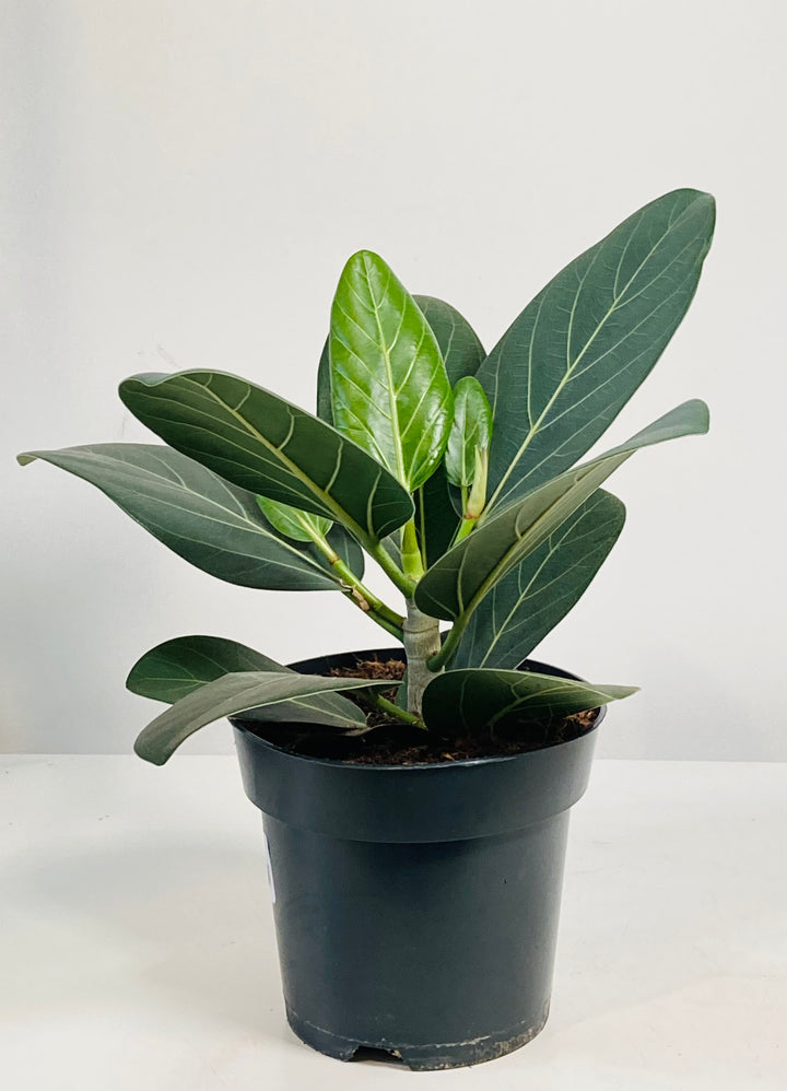 Ficus Benghalensis