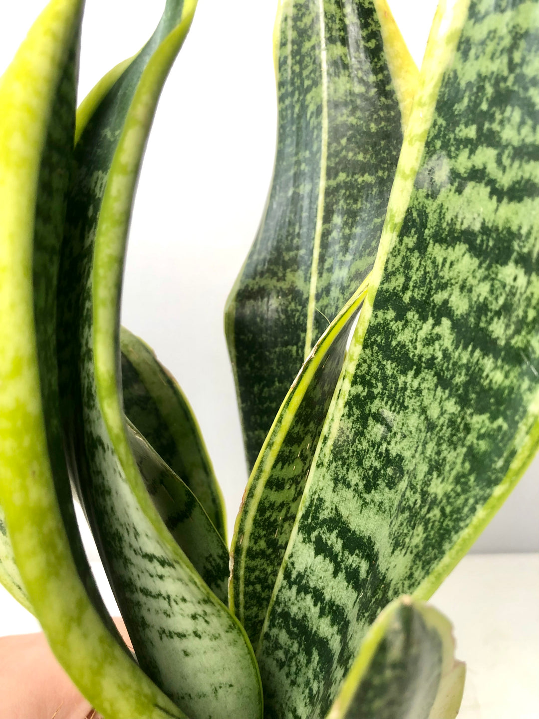 Sansevieria Superba