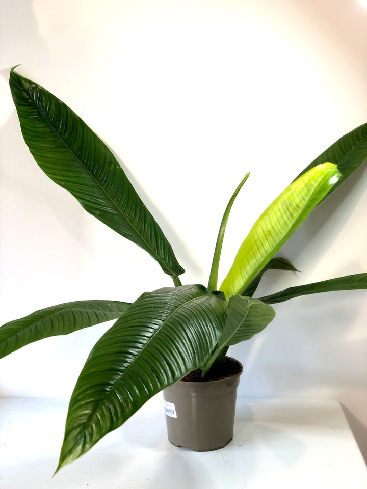 Philodendron Campii