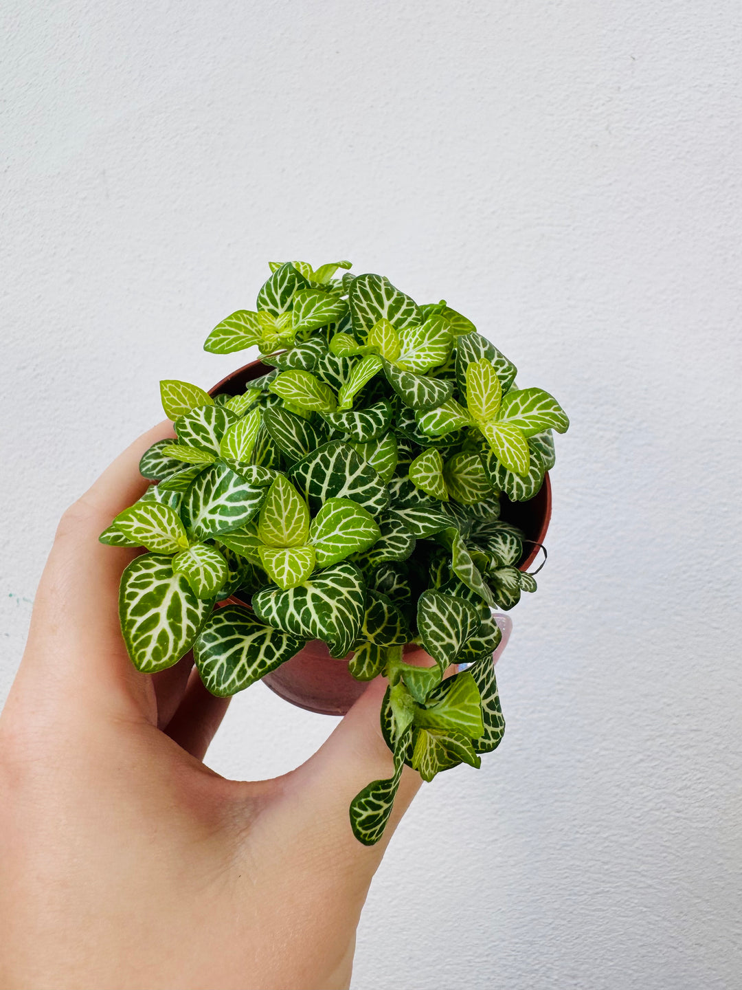 Fittonia Mix -Nerve Plant