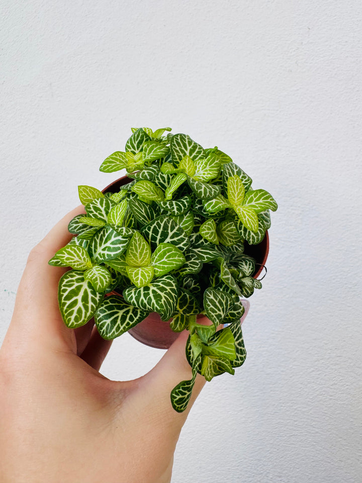 Fittonia Mix -Nerve Plant