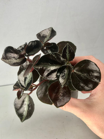 Peperomia Columbiana