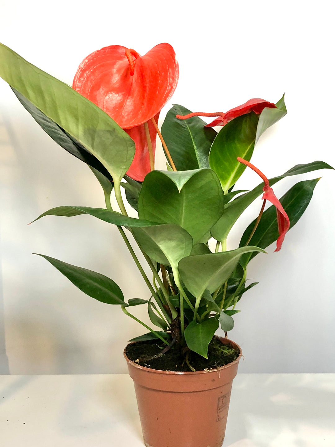 Anthurium scherzerianum 'Christine'