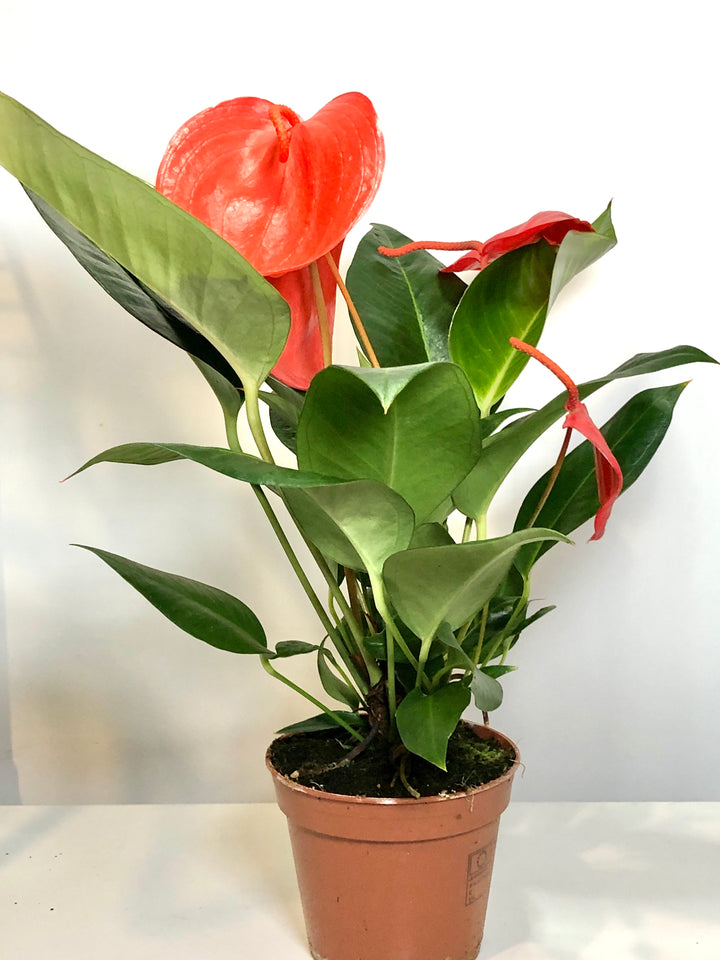 Anthurium scherzerianum 'Christine'