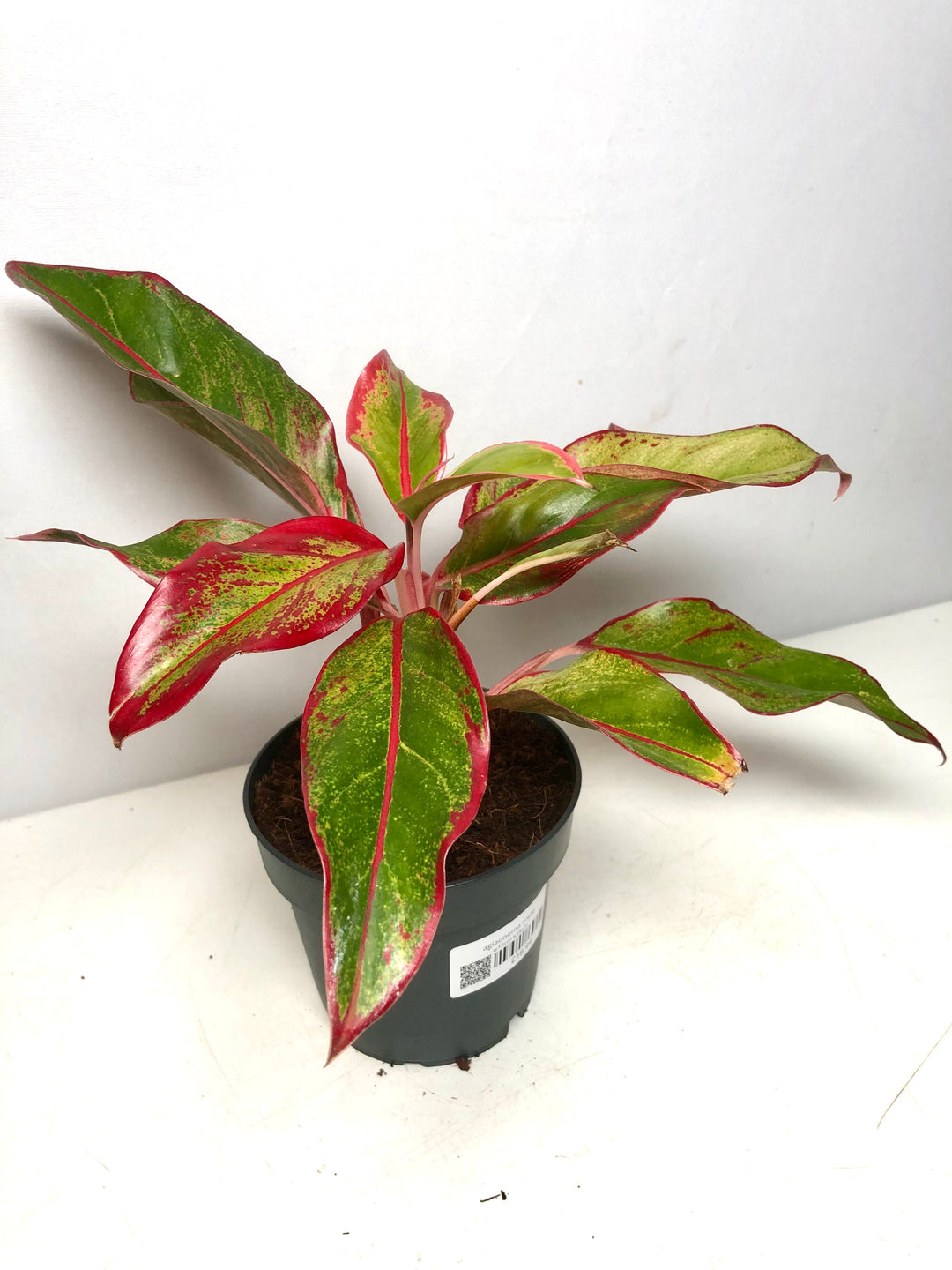 Aglaonema ‘Crete’ – Chinese Evergreen