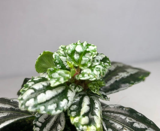 Pilea Cadierei - Aluminum Plant