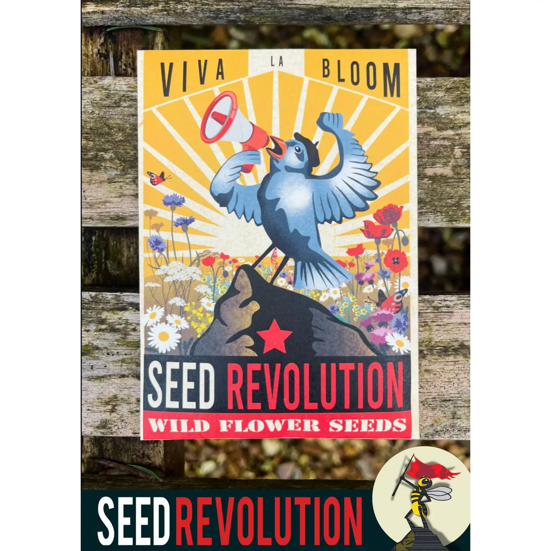 Uk Wildflower Seed Mix Viva La Bloom | Native Meadow Flower