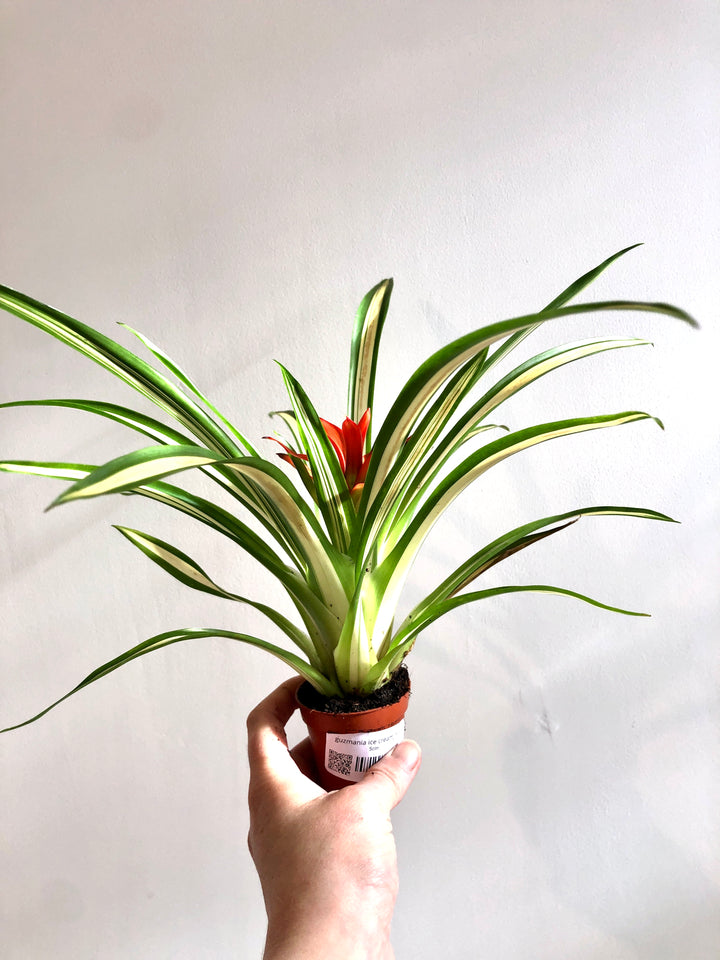 Guzmania Ice Cream Mini