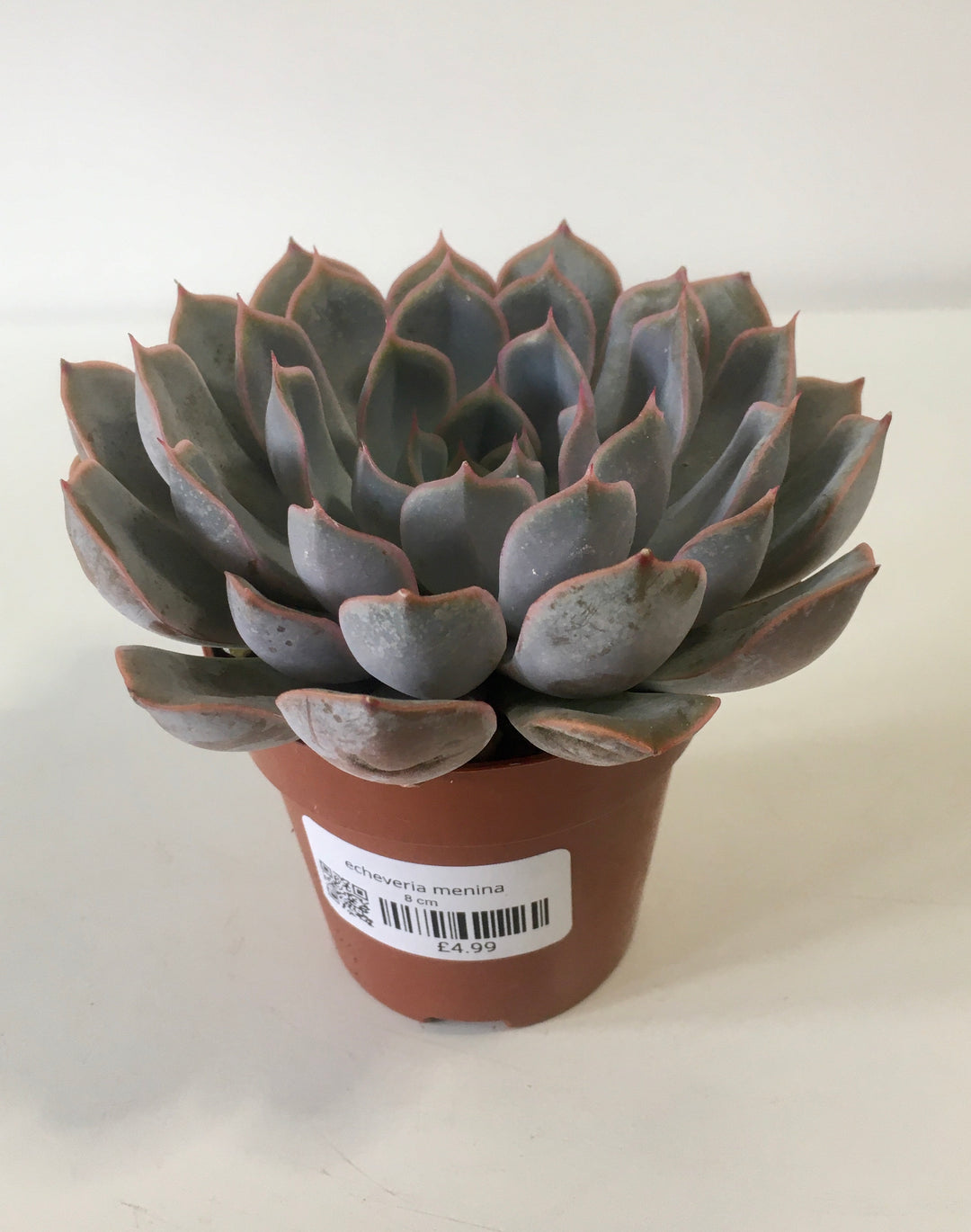 Echeveria Menina